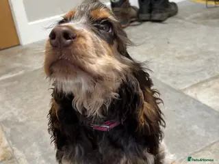 Cocker Spaniel dogs Show Cocker Girl pup - fantastic pedigree - Advert 9