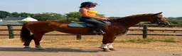 Irish Sports horses for sale: Diamon Fallon -quality ISH Mare  - Advert 2