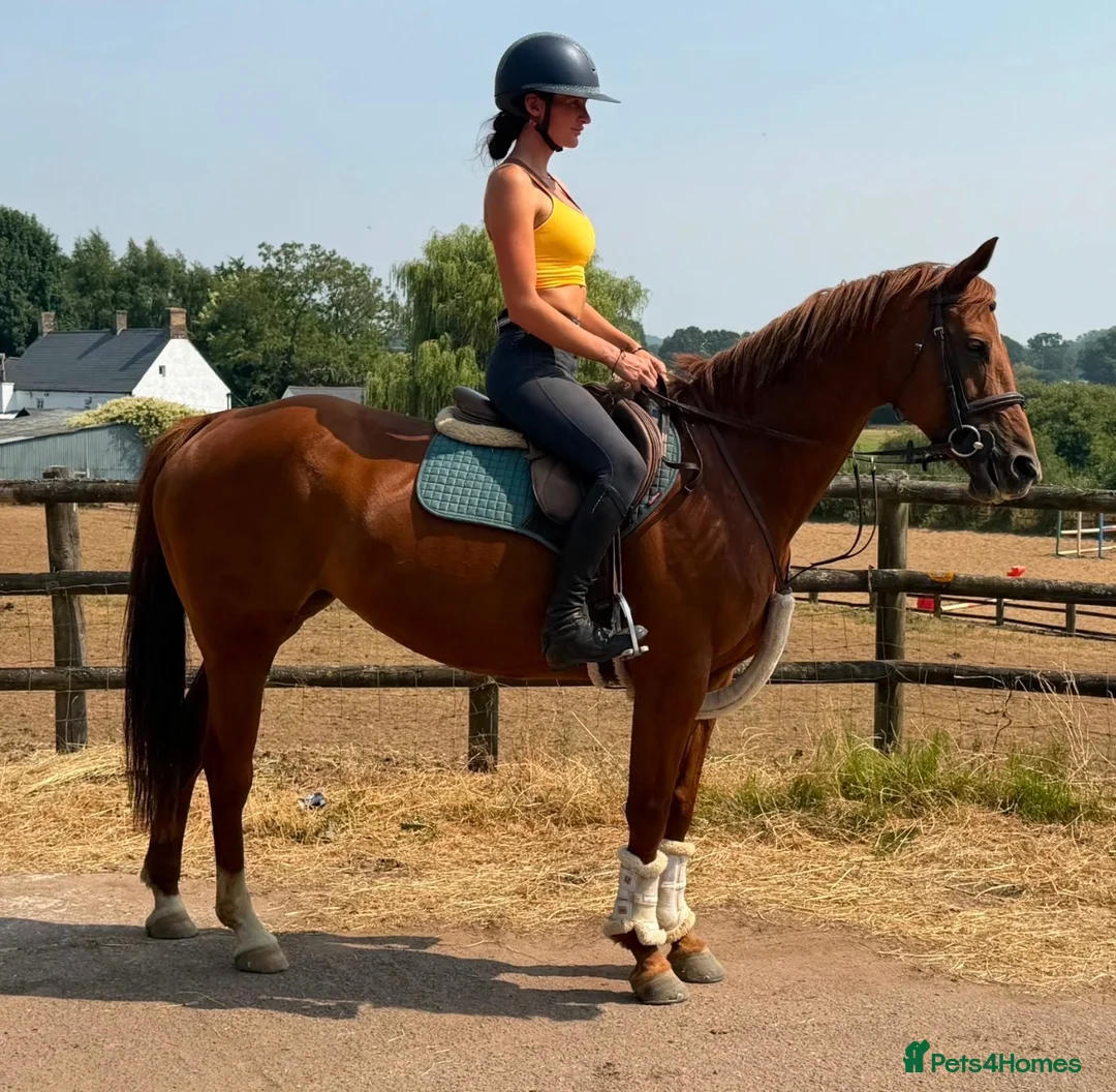 Irish Sports horses for sale: Diamon Fallon -quality ISH Mare  - Advert 2
