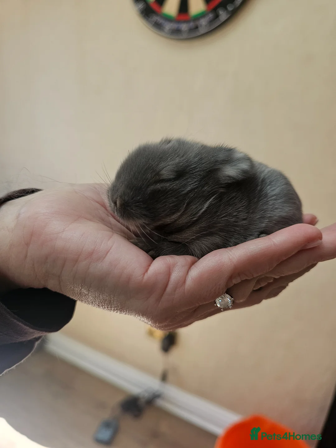 Lionhead rabbits for sale: Lionhead Bunnies - Advert 2