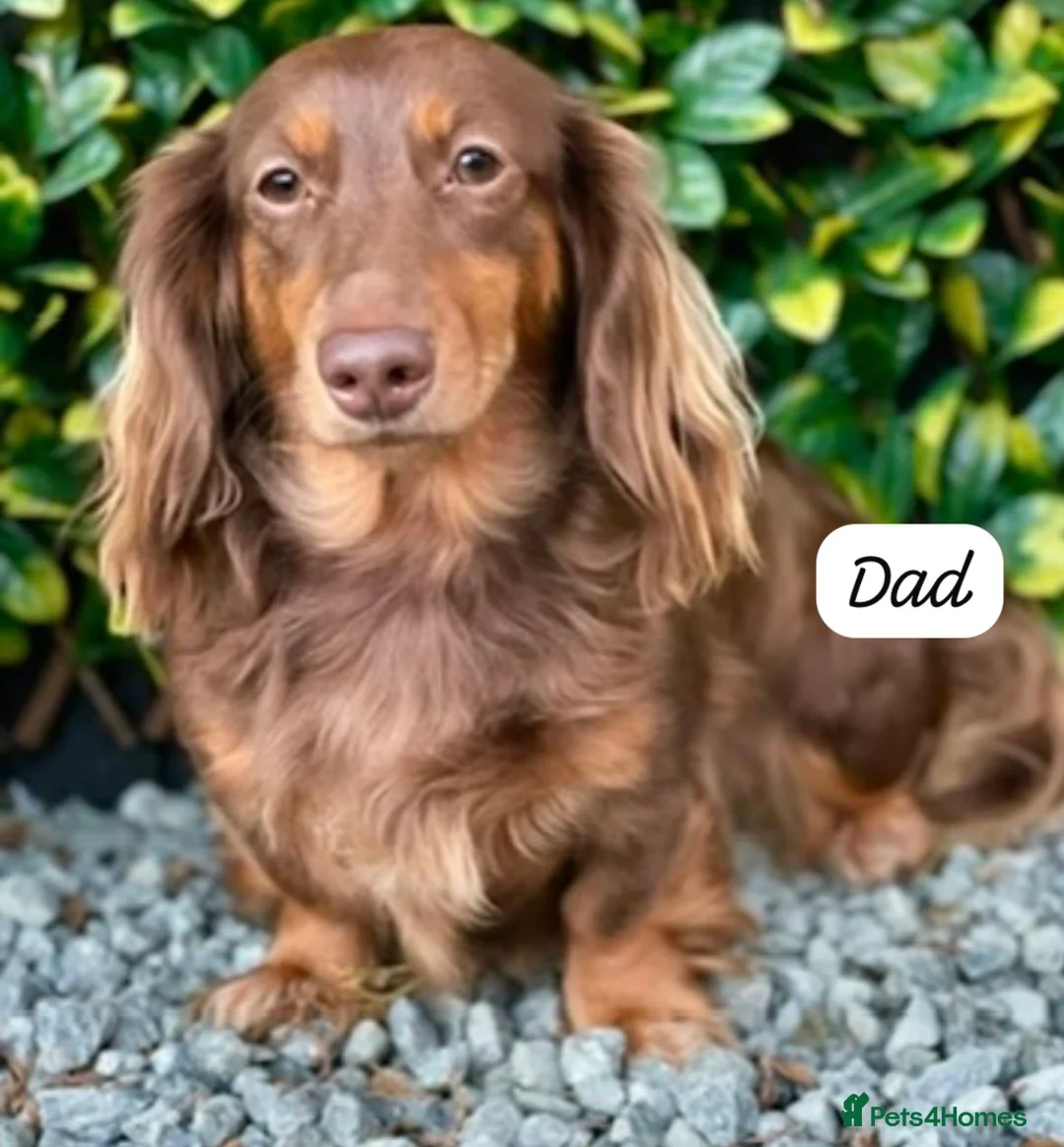 Miniature Dachshund dogs for sale: 1 female miniature long haired dachshund PRA clear - Advert 5