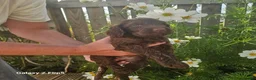 Sproodle dogs for sale: Stunning Sproodles puppys for sale in Maybole - Advert 3