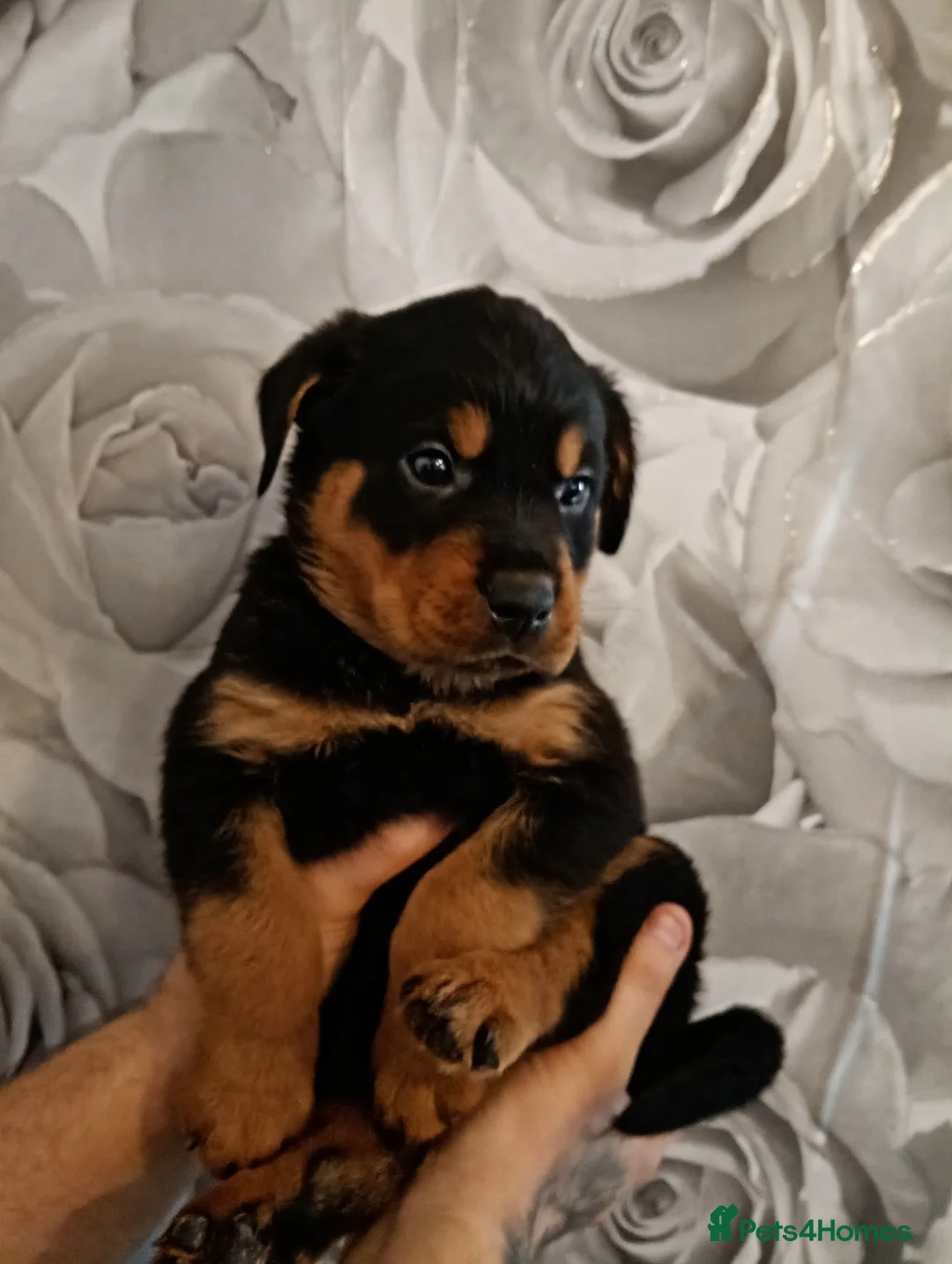Mixed Breed dogs for sale: Amazing rottweiler cross border collie puppies.  - Advert 4
