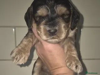 Cockapoo dogs F1 SHOW extensively health tested cockerpoo - Advert 6