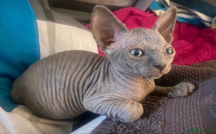 Sphynx cats - Advert 2