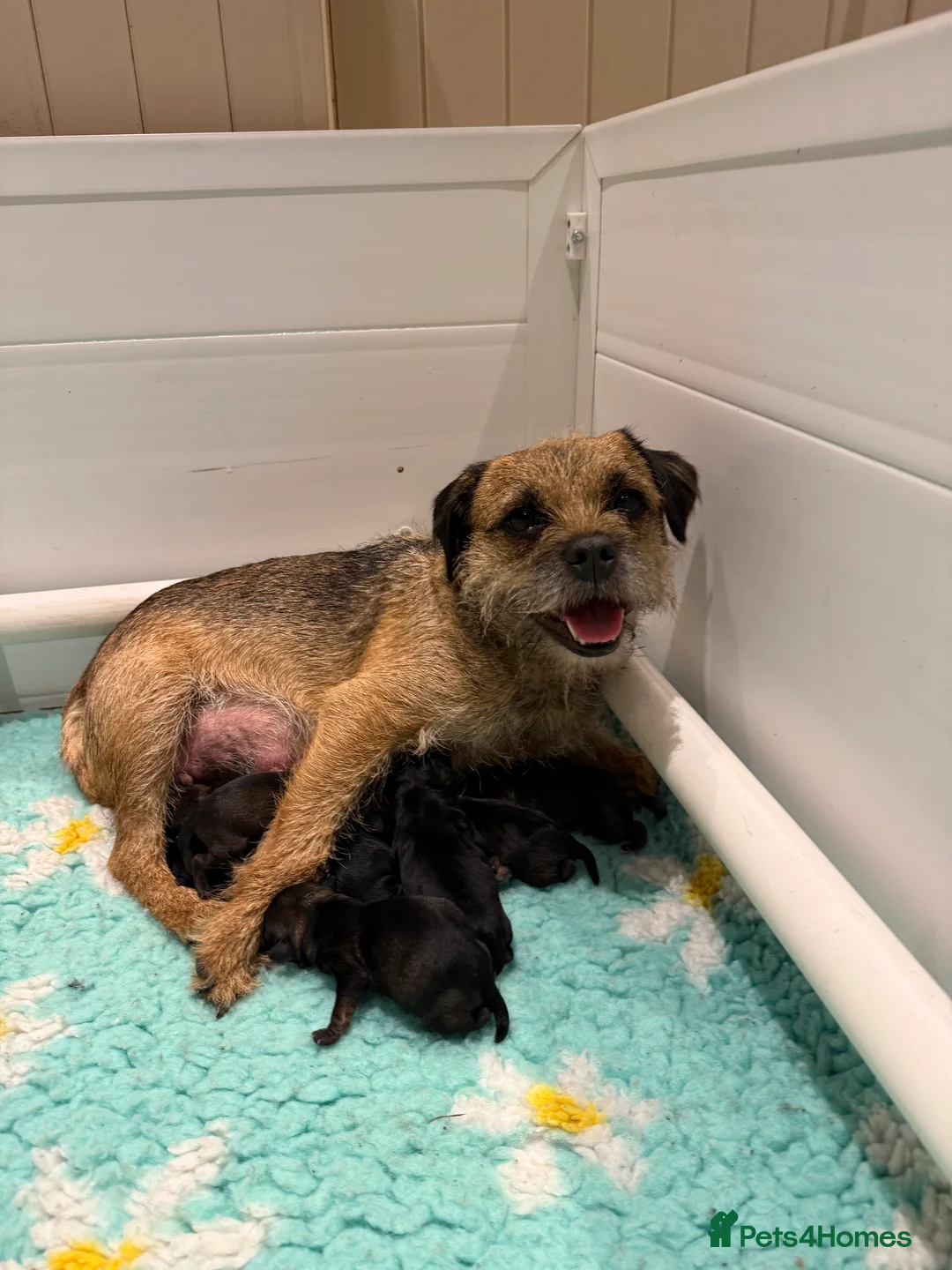 Border Terrier dogs for sale: Border Terriers 4 girls 3 boys  - Advert 18