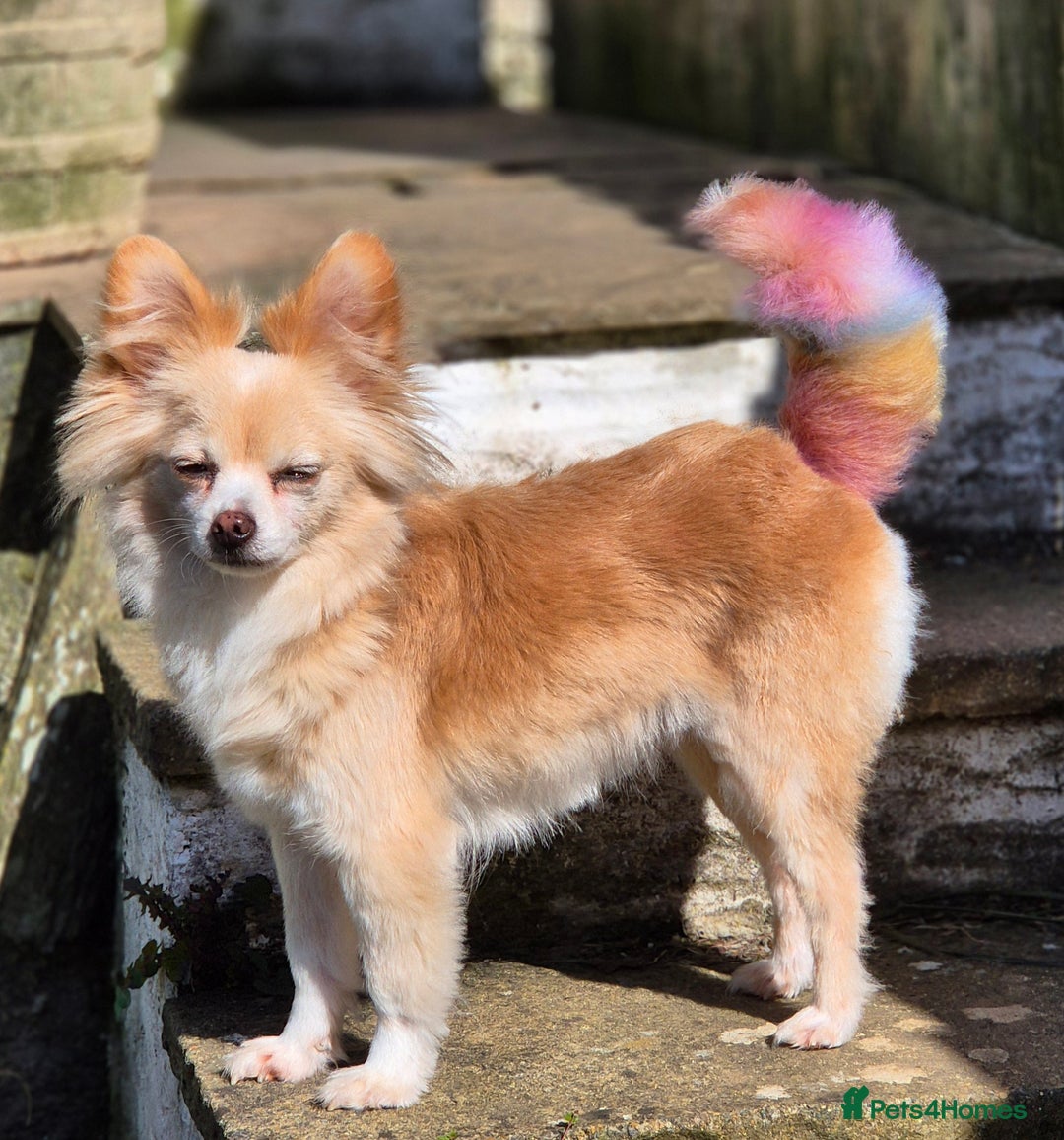 Chihuahua dogs for sale: Long haired chihuahua  - Advert 1