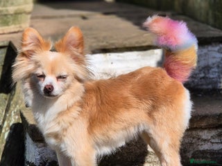 Chihuahua dogs Long haired chihuahua - Advert 1