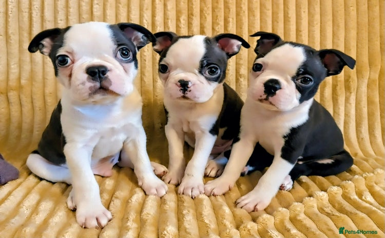 Boston Terrier dogs - Advert 1