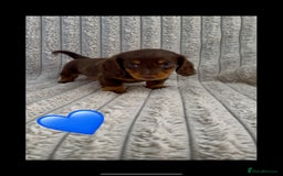 Miniature Dachshund dogs for sale: Quality long hair mini dachshund pups 🏡 - Image 2