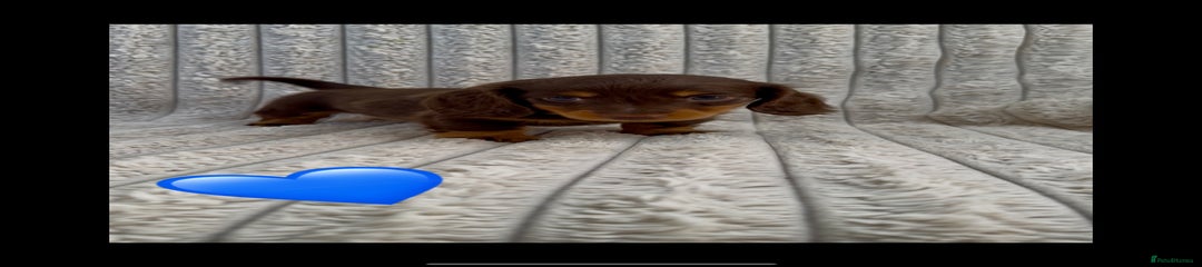 Miniature Dachshund Puppy 2