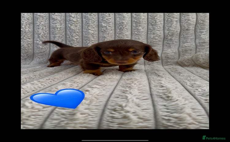 Miniature Dachshund dogs - Advert 3