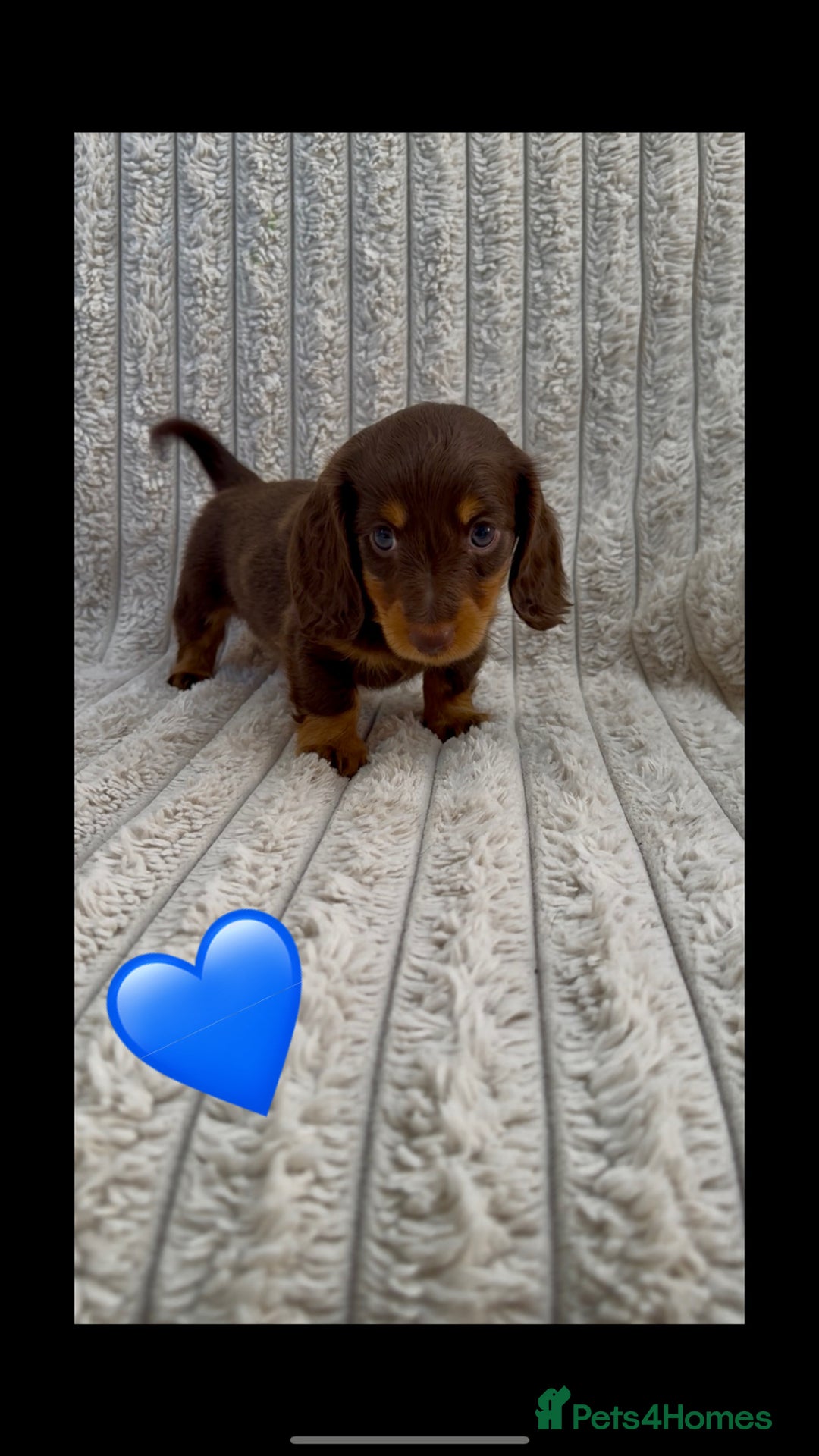 Miniature Dachshund dogs for sale: Quality long hair mini dachshund pups 🏡 - Image 2