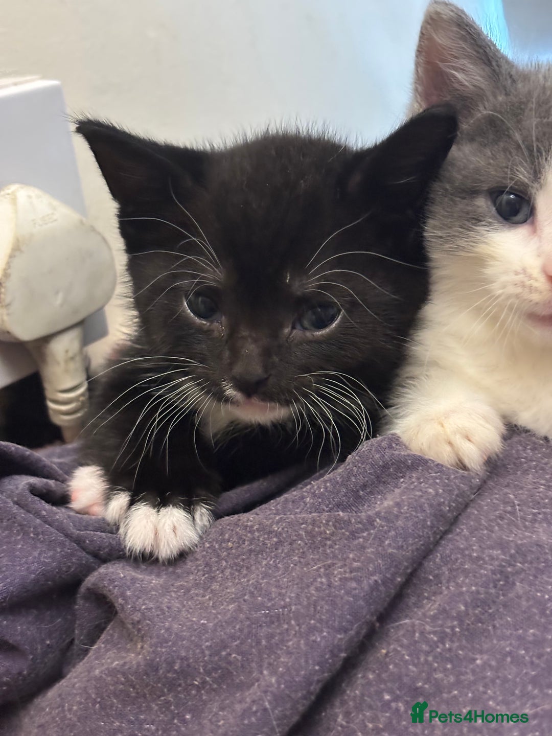 Mixed Breed cats for sale: Adorable Fluffy Kittens - Advert 6