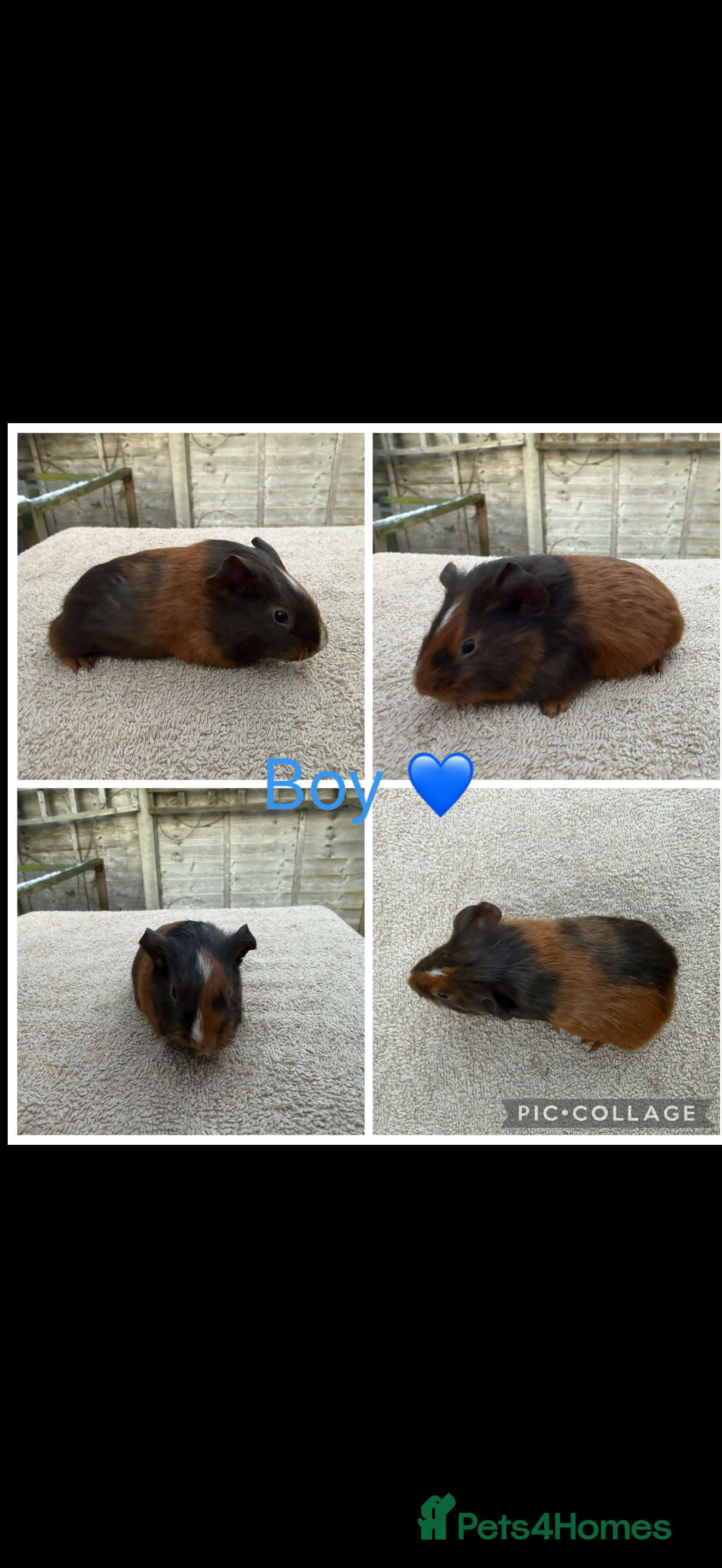 Guinea Pig rodents Male & Female Guinea pigs 👀 for new laps 🥰 - Advert 3