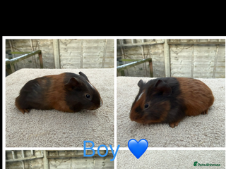 Guinea Pig rodents Male & Female Guinea pigs 👀 for new laps 🥰 - Advert 1