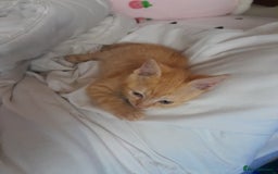 Mixed Breed cats for sale: Cute Mixed Breed Kitten - Image 1