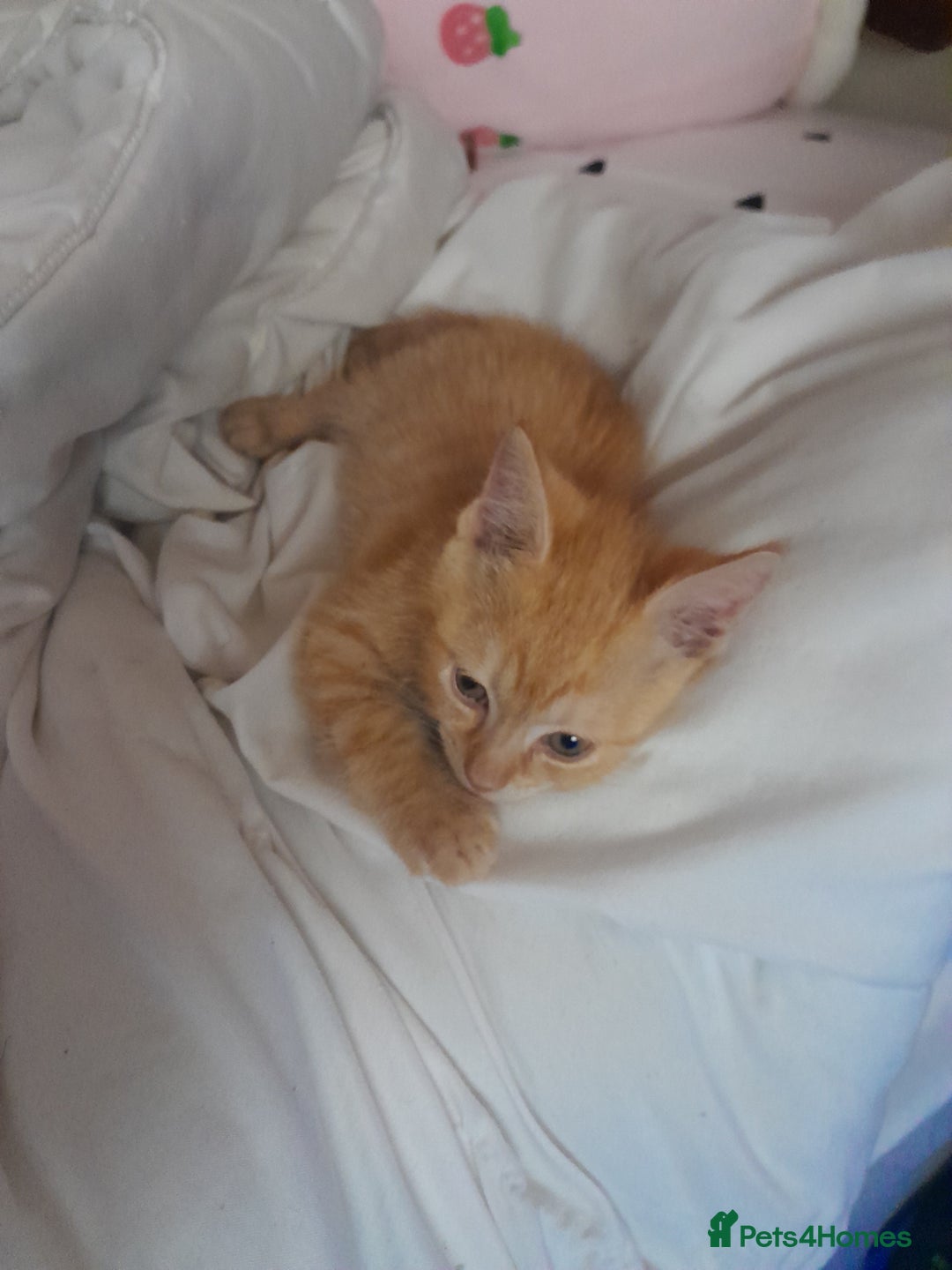 Mixed Breed cats for sale: Cute Mixed Breed Kitten - Image 1