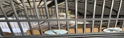 Cockatiels birds for sale: Two hand-reared, exceptionally tame cockatiels - Advert 10