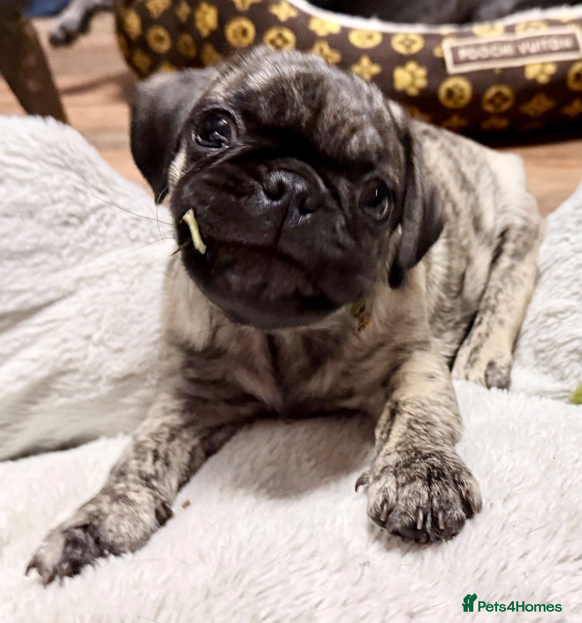 Pug dogs Adorable one of a kind. loving KCreg PUG puppies  - Advert 2