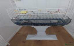 Canaries birds for sale: Male yellow canary with cage on stand  - Image 4