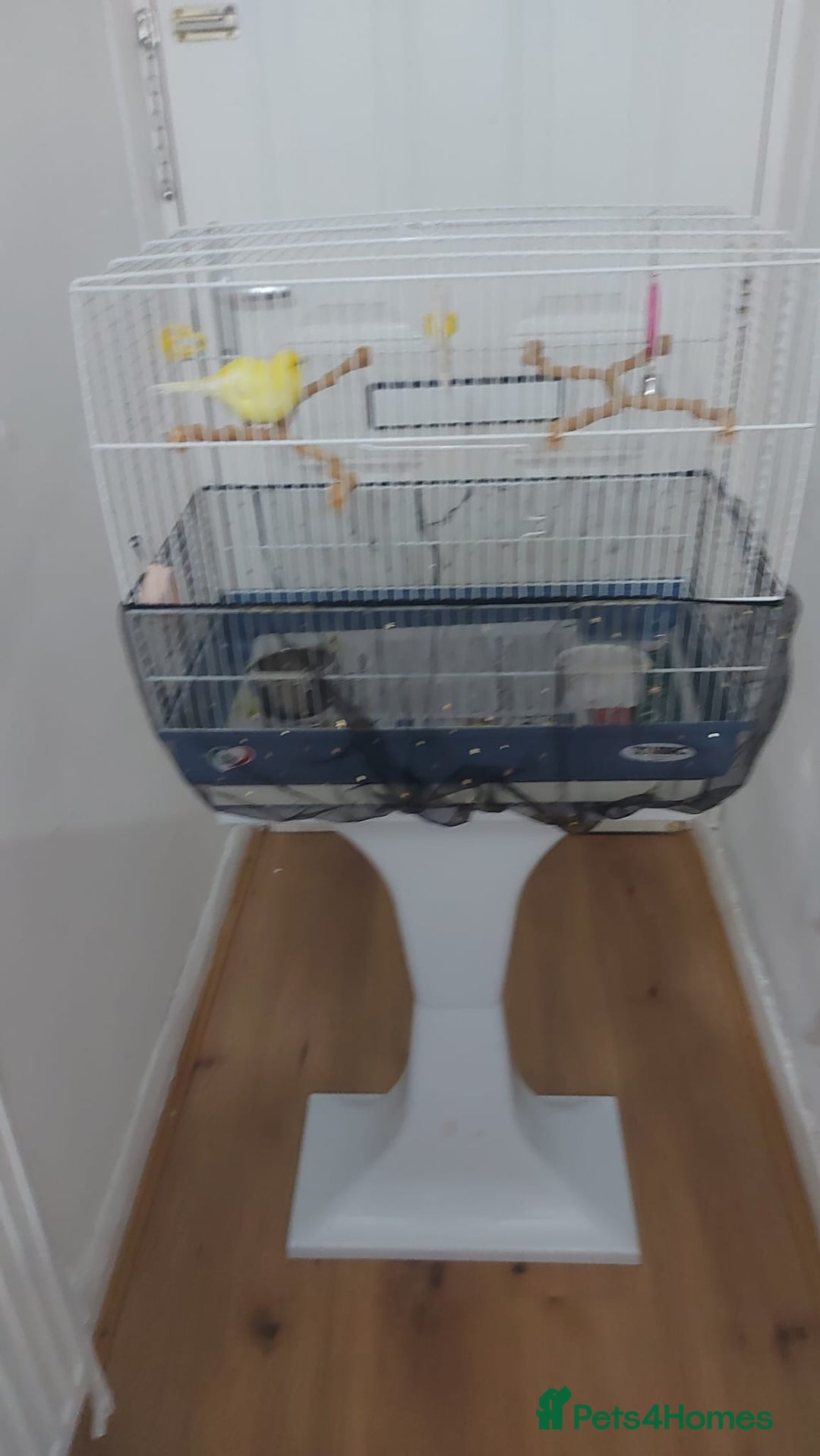 Canaries birds for sale: Male yellow canary with cage on stand  - Image 4