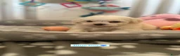 Maltese dogs for sale:  🏆 Stunning champ line Maltese baby’s 🏆 - Advert 2
