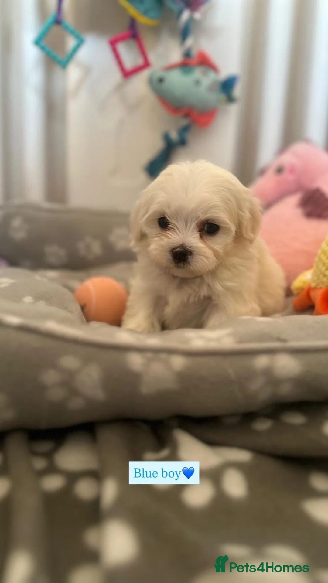 Maltese dogs for sale:  🏆 Stunning champ line Maltese baby’s 🏆 - Advert 2