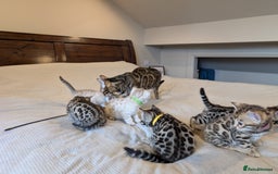 Bengal cats for sale: 🖤🤎 Gorgeous Bengal Kittens 🤎🖤 - Image 34
