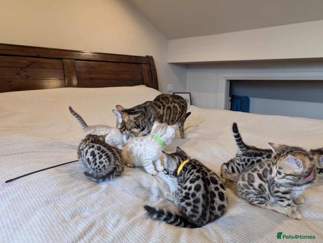 Bengal cats for sale: 🖤🤎 Gorgeous Bengal Kittens 🤎🖤 - Image 34