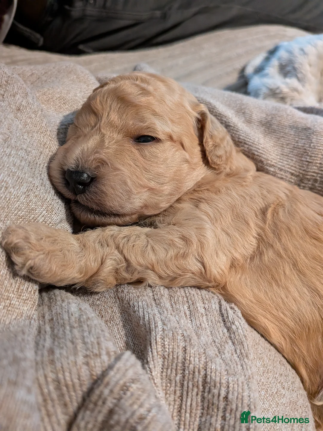 Lhasapoo dogs for sale: 4 gorgeous male lhasapoo puppies  - Advert 14