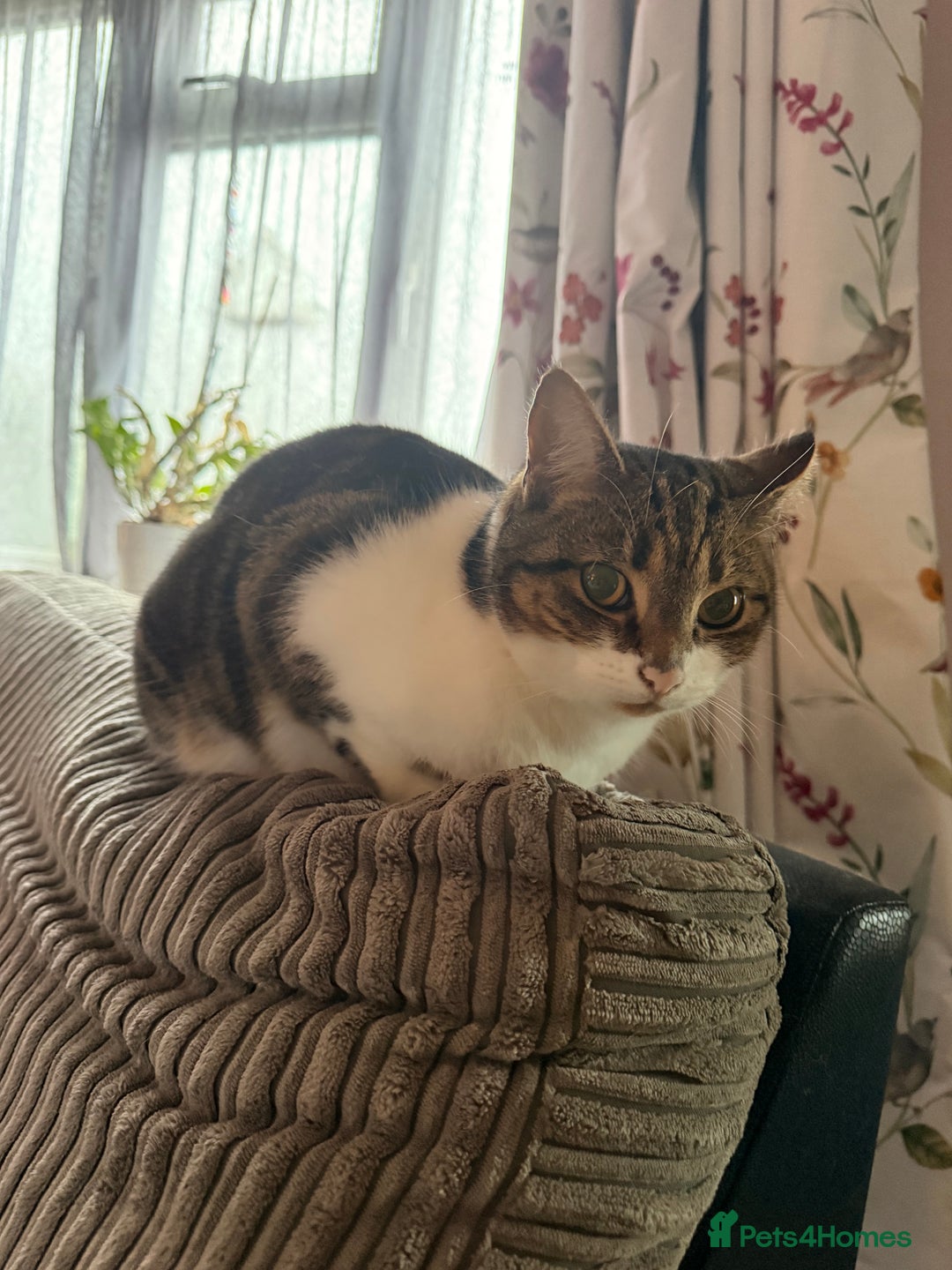 British Shorthair cats for sale: Loving home for lilly - free - Advert 3