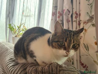 British Shorthair cats Loving home for lilly - free - Advert 2