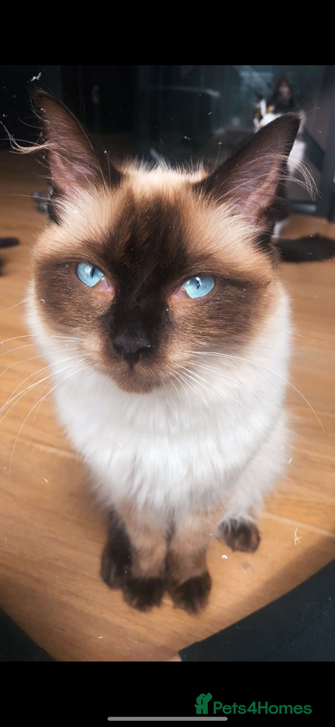 Ragdoll cats for sale: Brothers to go together  - Advert 2