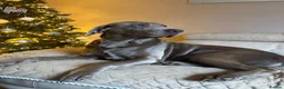 Labrador Retriever dogs for stud: KC health tested silver Labrador stud - Advert 6