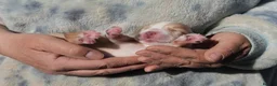 Cocker Spaniel dogs for sale: working cocker spaniel kc reg health tested. Lemon - Advert 11