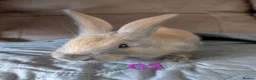 Continental Giant rabbits for sale: Beautiful Conti babies  - Advert 5