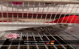 Budgerigars birds for sale: 2 budgies for sale - Image 2