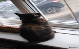 Mixed Breed cats for sale: Beautiful kittens available  - Image 11