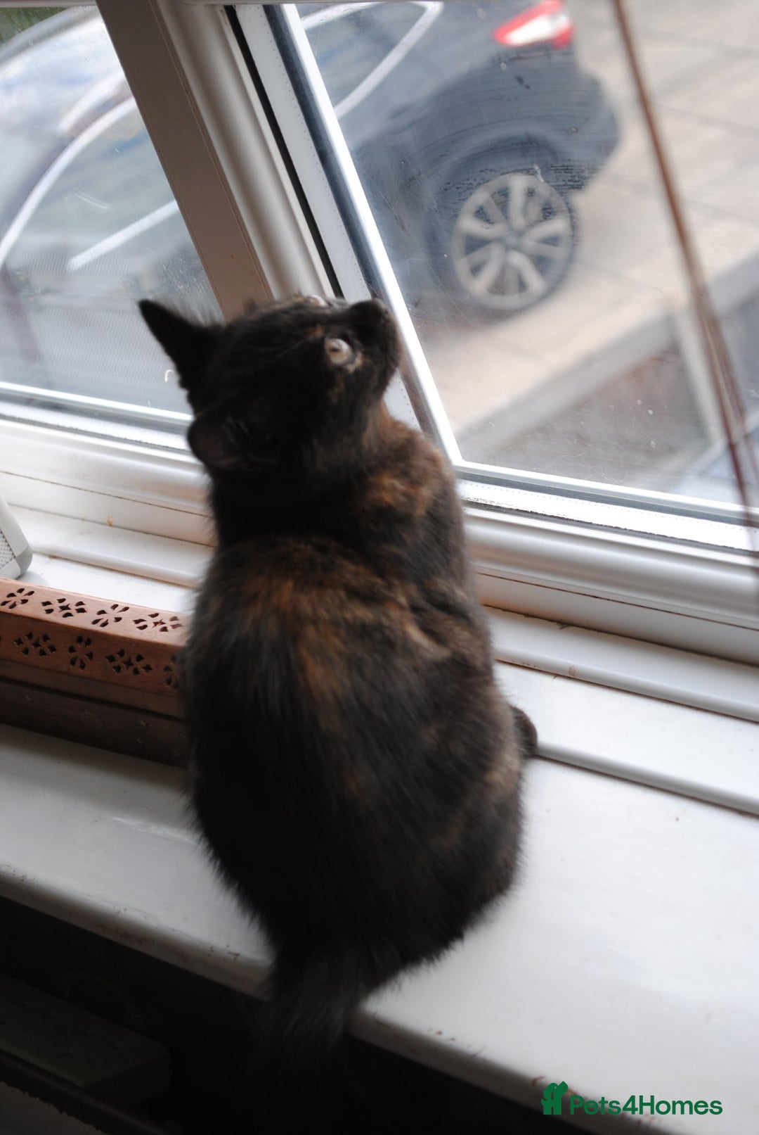 Mixed Breed cats for sale: Beautiful kittens available  - Image 11