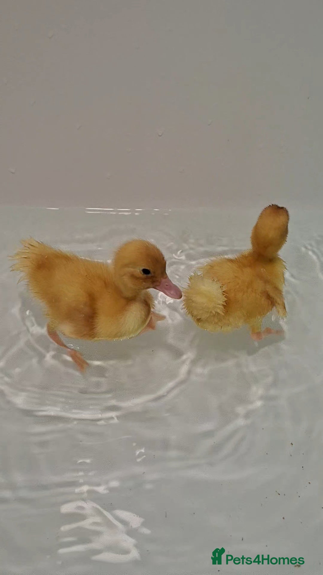 Ducks poultry for sale: 2 mixed breed ducklings for sale - Advert 3