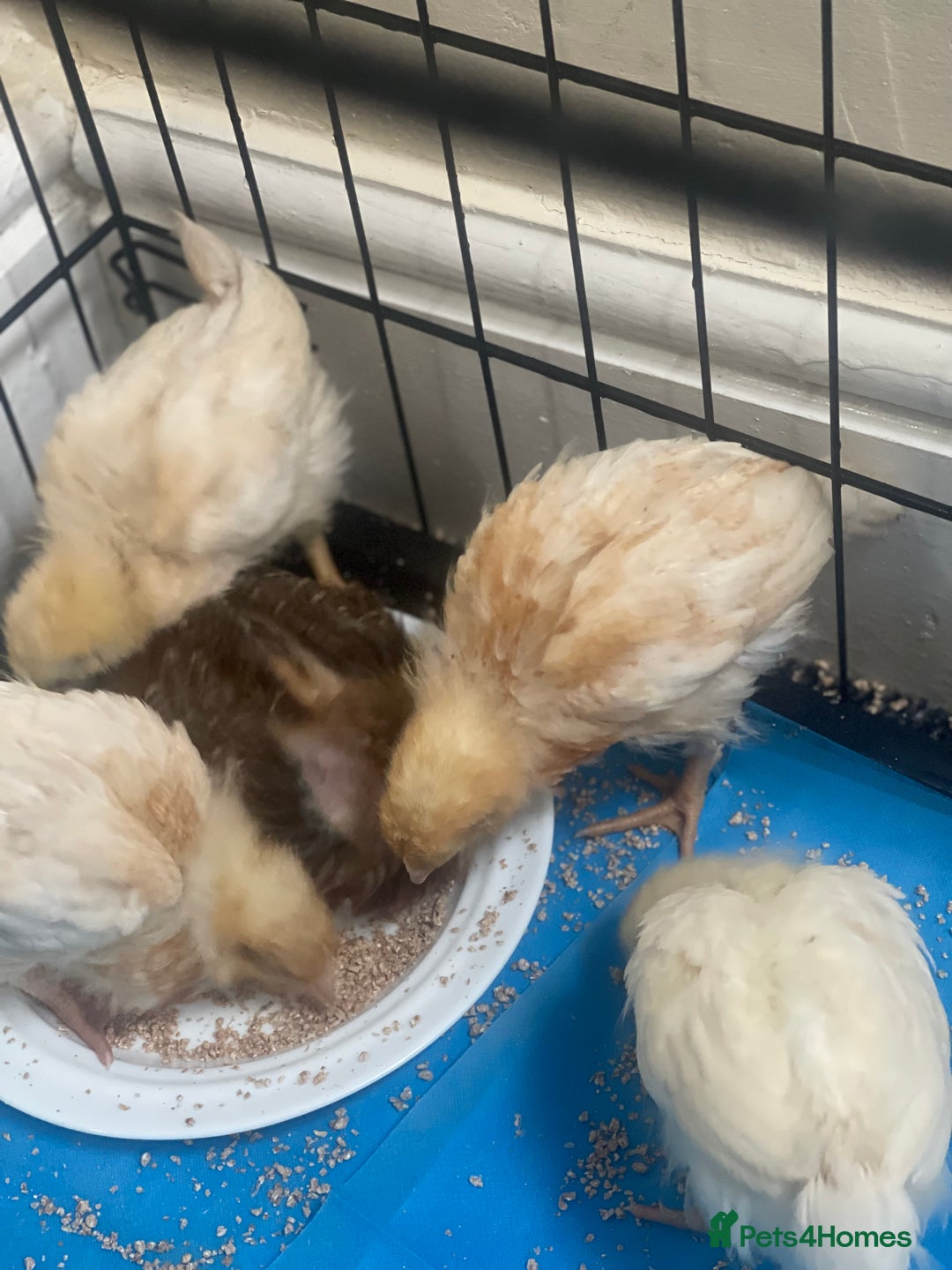 Mixed Breed poultry for sale: Chicks for £15 - Image 5