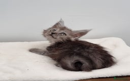 Maine Coon cats for sale: Pedigree Maine Coon Kittens for sale  - Image 19