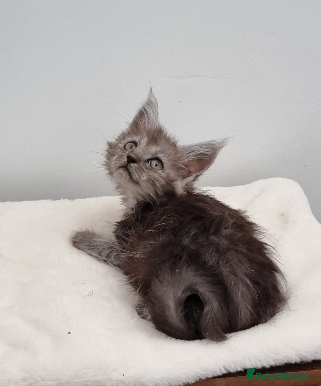 Maine Coon cats for sale: Pedigree Maine Coon Kittens for sale  - Image 19