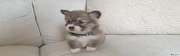 Welsh Corgi Pembroke dogs for sale: 8 Beautiful Kc Welsh Corgi puppies ready soon... - Advert 13