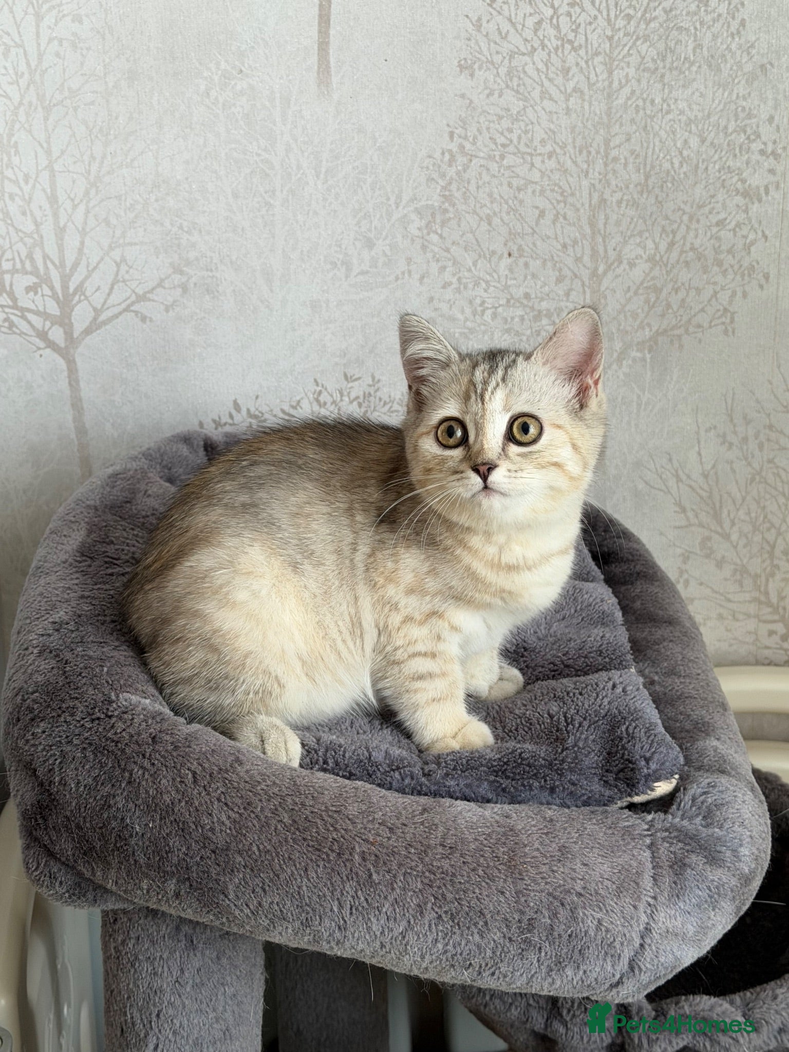 Scottish Fold cats Beautiful Scottish Straight Girl - Advert 1