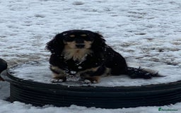 Miniature Dachshund dogs for sale: Beautiful one in a million miniature dachshund  - Image 5