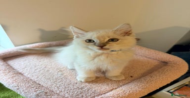 Ragdoll cats - Advert 12