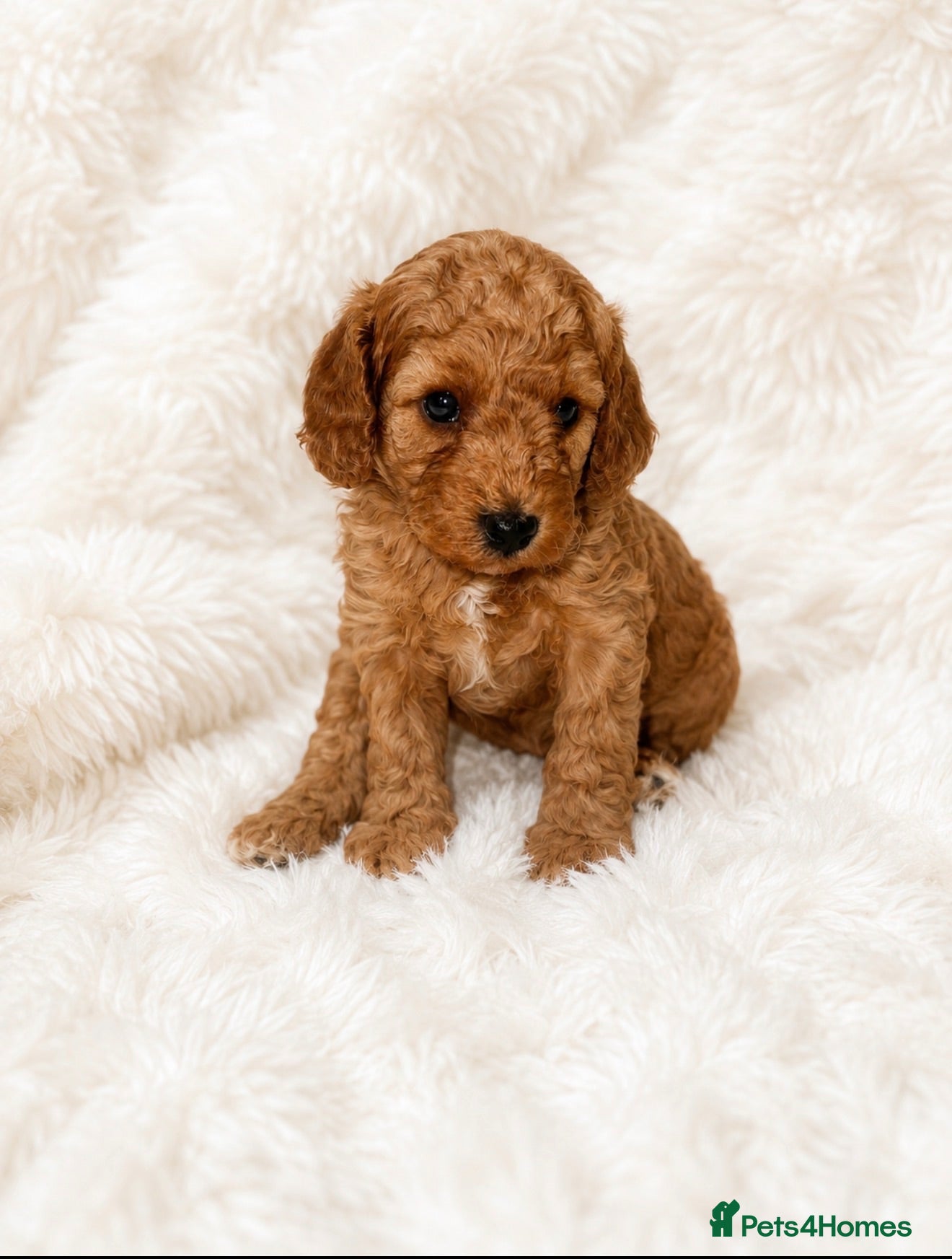 Cockapoo dogs F1B Cockapoo Puppies , - Advert 1