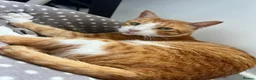 Mixed Breed cats for adoption: Extremely Affectionate Indoor Rescue Louie - Advert 3